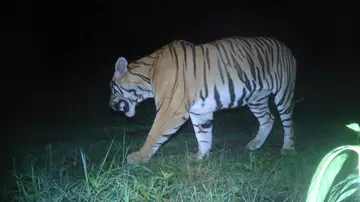 Tiger in nighttime at Nepal conservation work camera trap photo