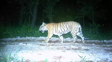 Camera trap photo of tiger in Nepal 