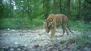 Tiger on camera trap during Nepal conservation work camera trap photo