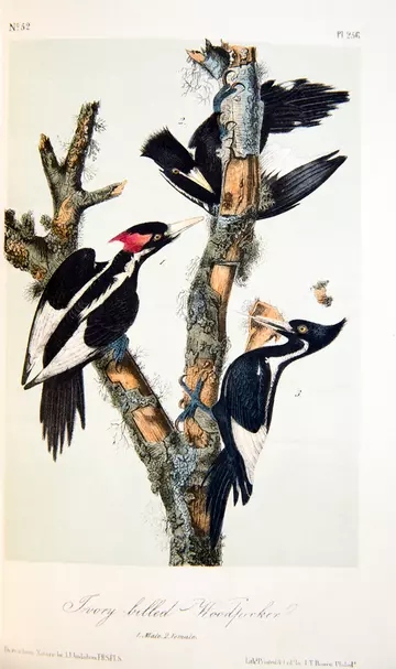  Ivory-billed woodpecker painting