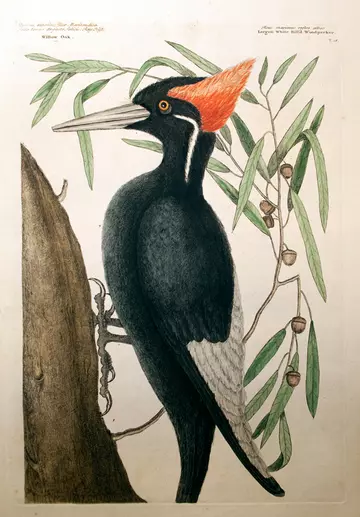 Catesby's large white billed woodpecker from volume 1 of ‘The natural history of Carolina, Florida and the Bahama Islands’. 