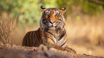 A Bengal tiger lying down