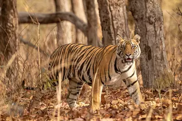 A Bengal tiger walking in amongst leaves