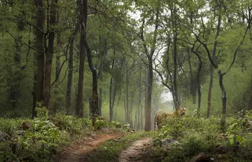 A Bengal tiger in amongst trees