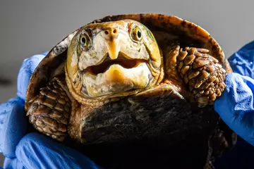 Big headed turtles at London Zoo