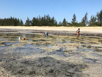 Women wading through water at low tide in Mozambique