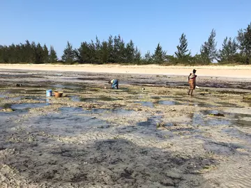 Women wading through water at low tide in Mozambique