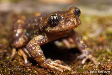 Sterling's toothed toad 