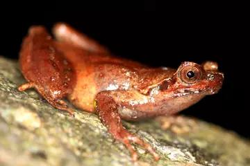 The Mount Fansipan horned frog was discovered by the team in 2018