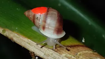 A partula snail reintroduction
