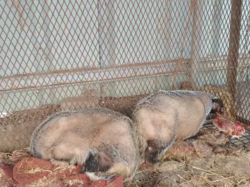 Asian badgers on illegal farm in South Korea, one eating meat