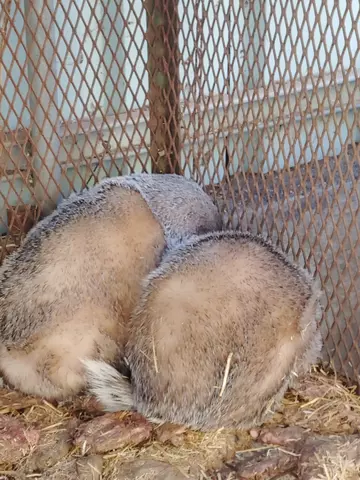 Curled up Asian badgers, farmed as part of the illegal wildlife trade in South Korea