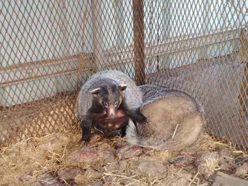 Illegal wildlife trade in South Korea, Asian badgers in a cage