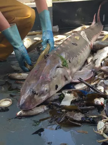 UK native sturgeon caught in a fishing boat. 
