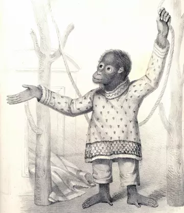 Orangutan sketch, Jenny in clothing from London Zoo