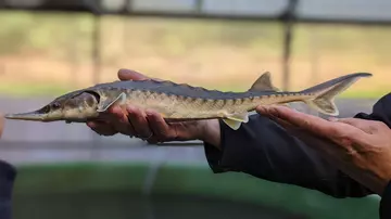 UK sturgeon in a conservationists hand