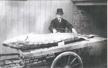 Royal Sturgeon caught in the Hundred Foot River at Oxlode, Pymoor, 1906
