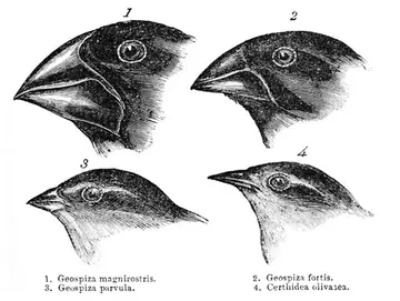 Figure 3. Bills of the Large ground finch, Medium ground finch, Small tree finch, and Green warbler-finch