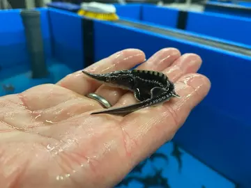 Juvenile sturgeon, in the palm of a conservationists hand