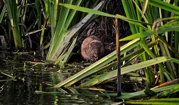 Water vole in a reed bed, water vole habitat