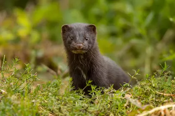 American mink in the grass, a non-native invasive predator of water voles in the UK.