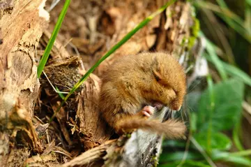 Sleeping hazel dormouse