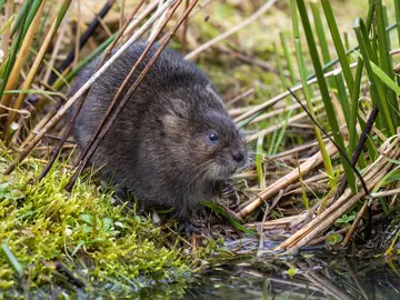 Water vole feeding on a river bank