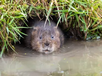 Water vole swimming out of burrow