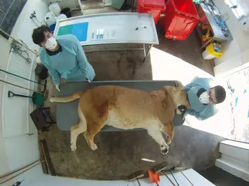 Gross examination of an African lion