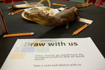 Crocodile taxidermy
