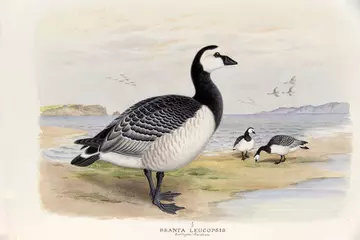 Barnacle goose by Henry Jones