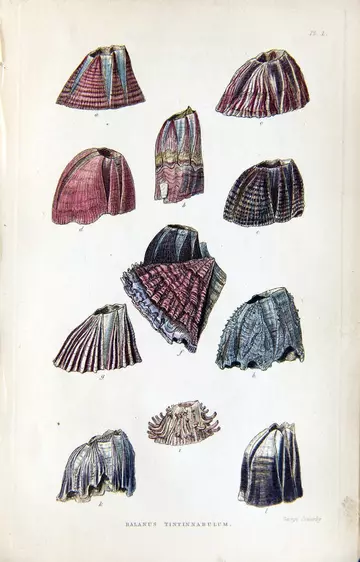 Barnacle illustration by George Sowerby