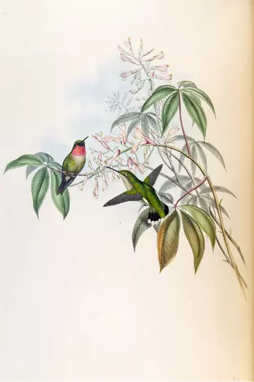 Trochilus colubris plate 131 in vol 3 of 'A monograph of the Trochilidae, or family of humming-birds', by John Gould, 1861