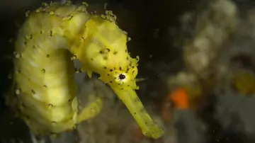 A tiger tail seahorse on a reef