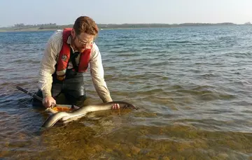 Dr Adam Piper releasing a silver eel back into a reservoir.jpg