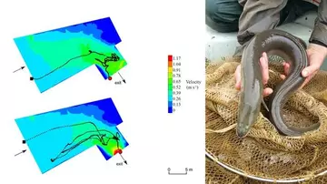 A graph showing Eel response to flow cues alongside a picture of an eel