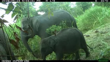 A mother and baby Asian elephant walking through the forest, taken on a camera trap