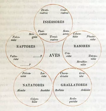 Hodgson Quinarian classification for birds 