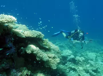 A diver underwater exploring a coral reef