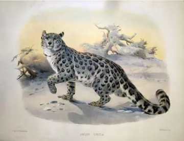 Snow leopard by Joseph Wolf and Joseph Smit