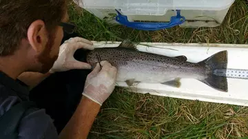 A person doing a disection on a trout