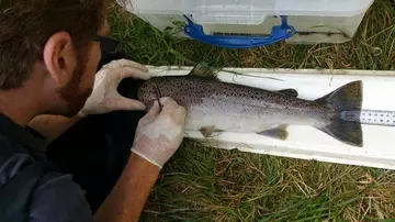 A person doing a disection on a trout