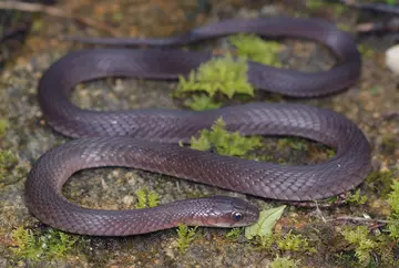 A small brown snake - the H'mong keelback, a new species described from Vietnam -rests on a rock,