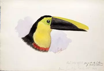 Choco Toucan by Joseph Smit. 1880