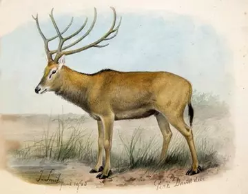 Père David's Deer by Joseph Smit. 1903