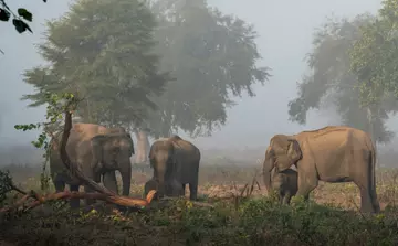 Asian elephants eating