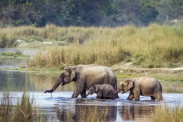 Asian elephants crossing a river