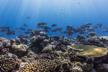 Fish swimming on coral reef in Chagos Archipelago