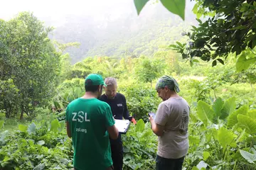 ZSL researchers working in thick forests of Dominica searching for mountain chicken frogs 