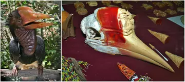 Image on the left shows the helmeted hornbill - a brown and black bird with a large orange bill. The image on the right shows an intricate carving in the hollow bill of a hornbill skull